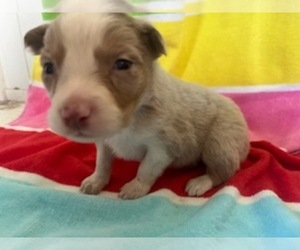 Bloodhound Puppy for sale in EVANSVILLE, IN, USA