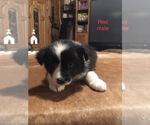 Border Collie Puppy for sale in BOWLING GREEN, KY, USA