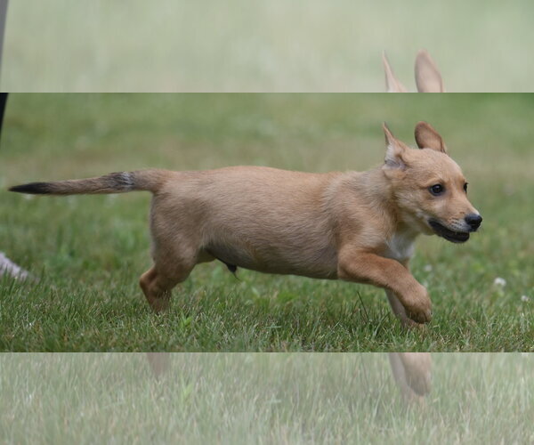 Medium Photo #7 German Shepherd Dog-Retriever  Mix Puppy For Sale in Mechanicsburg, PA, USA