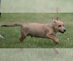 Small #6 German Shepherd Dog-Retriever  Mix