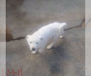 Harry Pawter of the Hogwarts family - Male Mutt Dog for Adoption - Photo #11