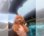 Small #1 Cavalier King Charles Spaniel Mix