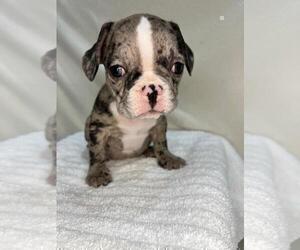 French Bulldog Puppy for sale in CHARLESTON, SC, USA