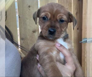 Chihuahua-Unknown Mix Dogs for adoption in Las Vegas, NV, USA