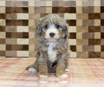 Small #2 Bernedoodle (Miniature)