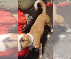 American Pit Bull Terrier Puppy for sale in BRADENTON, FL, USA