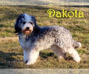 Mother of the Miniature Bernedoodle puppies born on 03/06/2025