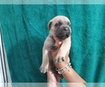 Small Photo #24 Cane Corso Puppy For Sale in COLUMBIA, SC, USA
