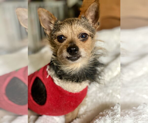 Medium Photo #2 Mutt Puppy For Sale in Newport Beach, CA, USA