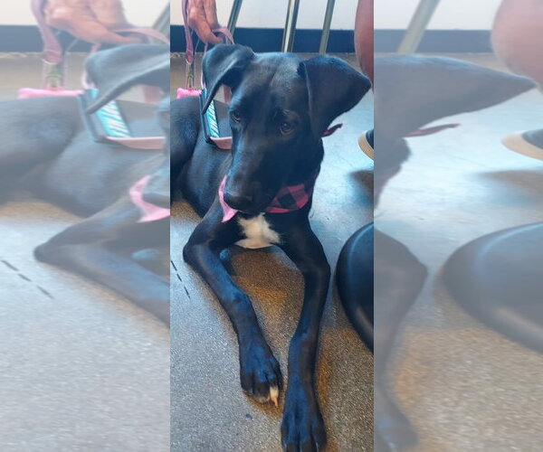 Medium Photo #10 Labrador Retriever-Unknown Mix Puppy For Sale in San Diego, CA, USA