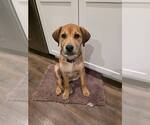 Small Labrador Retriever Mix