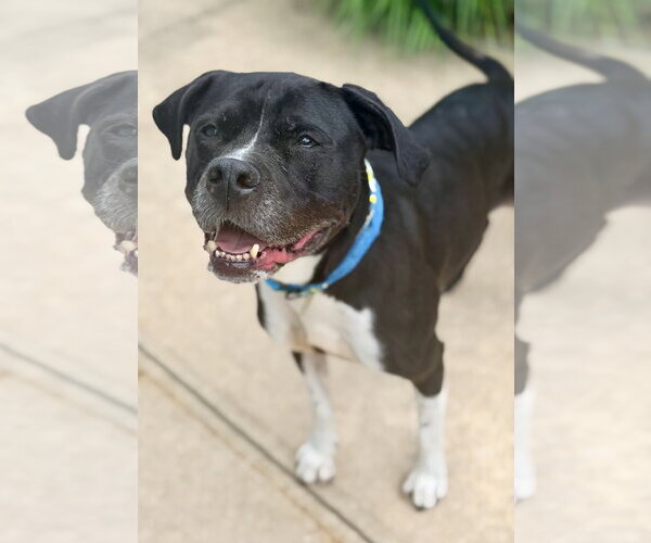 Medium Photo #1 Mutt Puppy For Sale in Jackson , NJ, USA