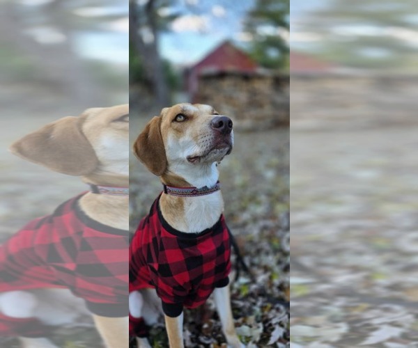 Medium Photo #2 Labrador Retriever-Redbone Coonhound Mix Puppy For Sale in Middlesex, VT, USA