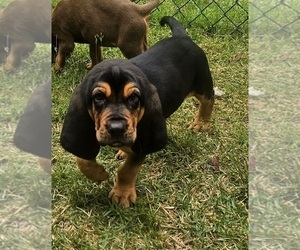 Bloodhound Puppy for sale in TOCCOA, GA, USA