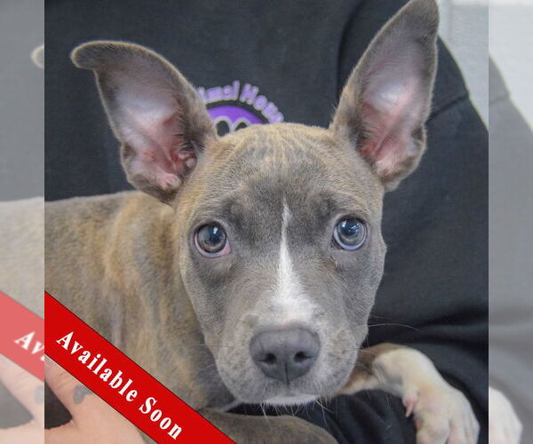Medium Photo #1 American Staffordshire Terrier-French Bulldog Mix Puppy For Sale in Huntley, IL, USA