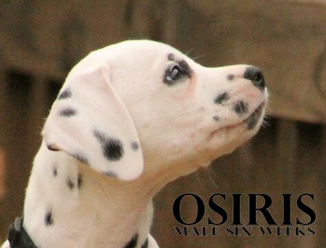 Medium Photo #20 Dalmatian Puppy For Sale in ENID, OK, USA