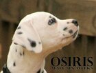 Small Photo #20 Dalmatian Puppy For Sale in ENID, OK, USA