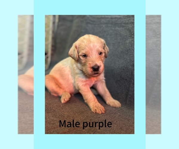 Medium Photo #1 Labradoodle Puppy For Sale in WILLISTON, SC, USA