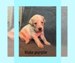 Puppy 8 Labradoodle