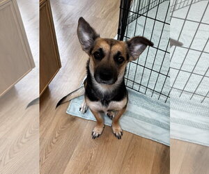 Mutt Dogs for adoption in Bellevue, WA, USA