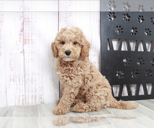 Goldendoodle (Miniature) Puppy for sale in MARIETTA, GA, USA