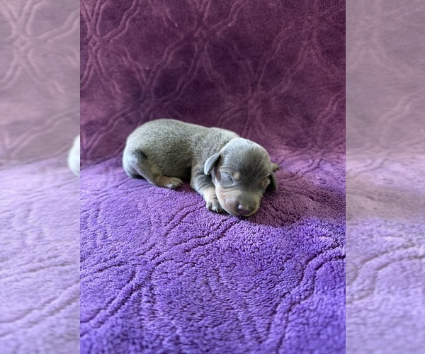 Medium Photo #23 Dachshund Puppy For Sale in BLMGTN, IN, USA