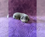 Small Photo #23 Dachshund Puppy For Sale in BLMGTN, IN, USA