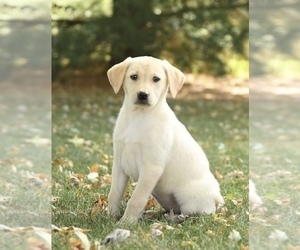 Labrador Retriever Puppy for Sale in RIVERDALE, Maryland USA