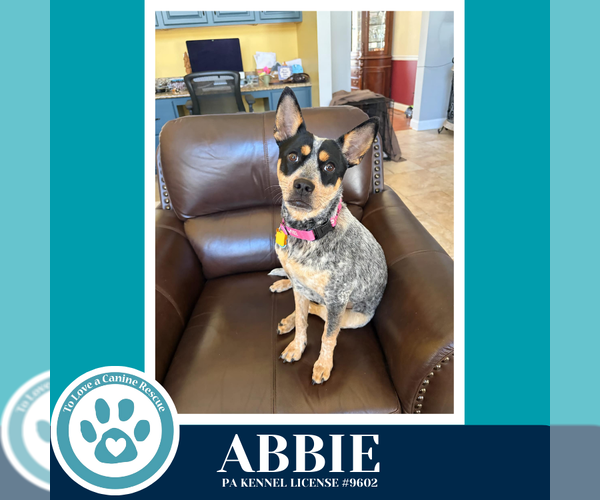 Medium Photo #2 Mutt Puppy For Sale in Kimberton, PA, USA