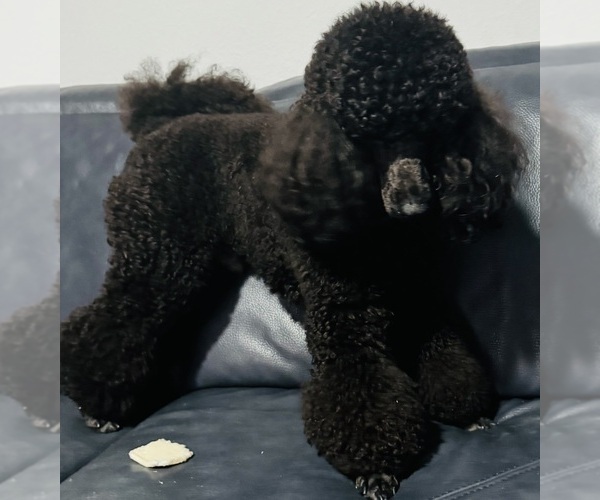Medium Photo #1 Poodle (Miniature) Puppy For Sale in BOYNTON BEACH, FL, USA