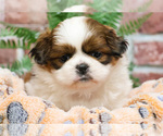 Small #4 Shih Tzu