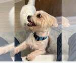 Small #2 Shih Tzu Mix