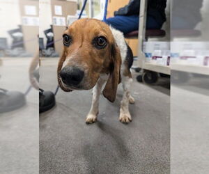 Beagle Dogs for adoption in Forestville, MD, USA