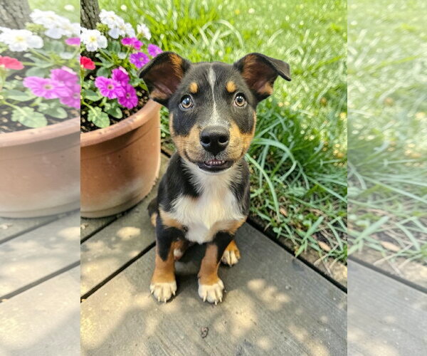 Medium Photo #7 Mutt Puppy For Sale in McKinney, TX, USA