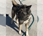 Small #2 Akita
