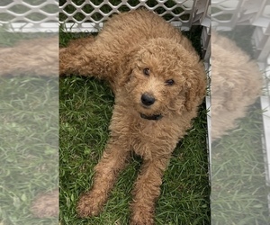 Poodle (Standard) Puppy for sale in DOOLIE, NC, USA