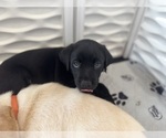 Small #32 Labrador Retriever