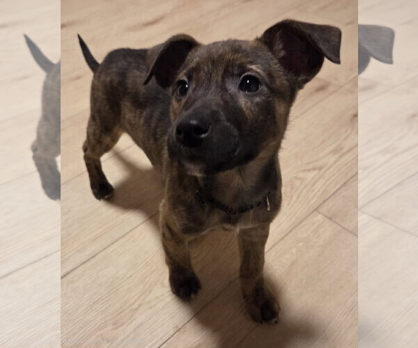 Medium Photo #2 Mutt Puppy For Sale in Brooklyn Center, MN, USA