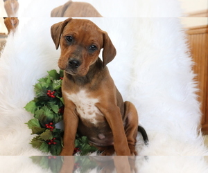 Bluetick Coonhound-Unknown Mix Puppy for sale in SHILOH, OH, USA