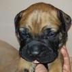 Small Photo #1 Bullmastiff Puppy For Sale in OLD TOWN, FL, USA