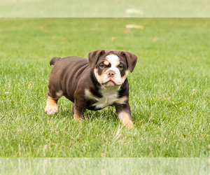 English Bulldog-Olde English Bulldogge Mix Puppy for sale in MILFORD, IN, USA