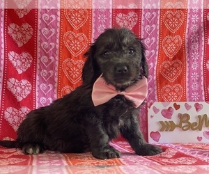 Goldendoodle (Miniature) Puppy for sale in LANCASTER, PA, USA