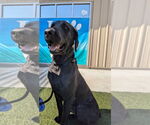 Small #1 Labrador Retriever