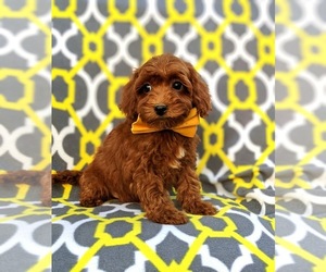 Poodle (Miniature) Puppy for sale in OXFORD, PA, USA