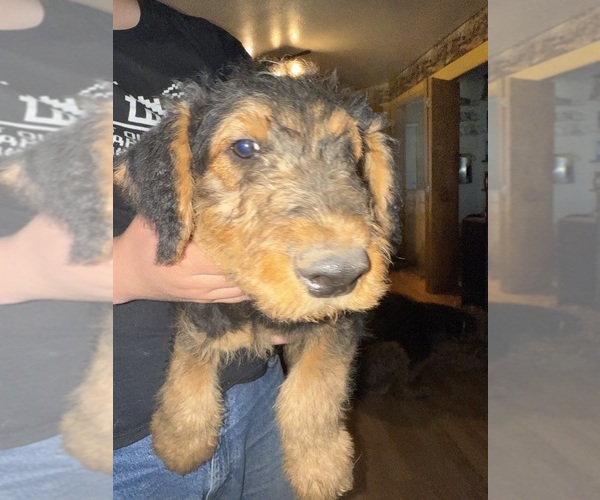 Medium Photo #3 Airedale Terrier Puppy For Sale in FLAGSTAFF, AZ, USA