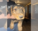 Small Photo #8 Airedale Terrier Puppy For Sale in FLAGSTAFF, AZ, USA