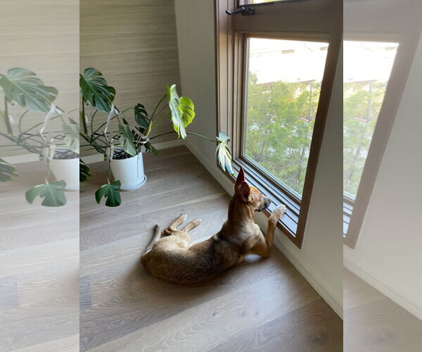 Medium Photo #4 Mutt Puppy For Sale in Los Angeles, CA, USA