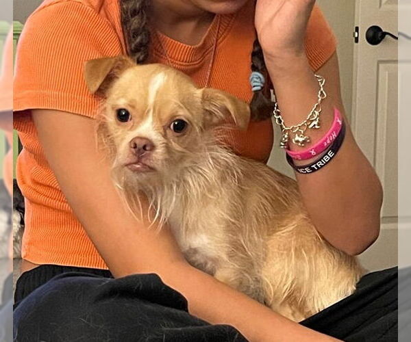 Medium Photo #3 ShiChi Puppy For Sale in Missouri City, TX, USA