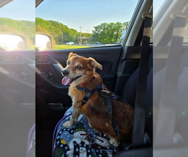 Medium Photo #4 Chihuahua-Unknown Mix Puppy For Sale in Sayreville, NJ, NJ, USA