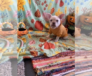 French Bulldog Puppy for sale in CHICAGO, IL, USA